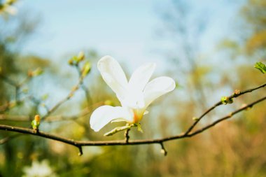 Ağaçtaki güzel beyaz manolya çiçekleri