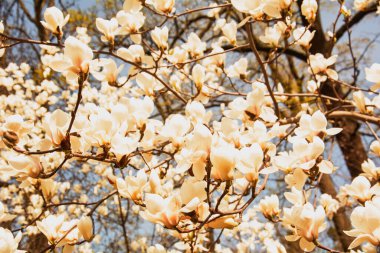 Beyaz bulutlu bahar çiçekleri. Güzel bir geçmiş. yumuşak pastel renkler.
