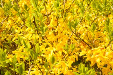 # Yaz bahçesinin sarı yaprakları #.