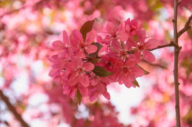 Bahar gününün arka planında güzel sakura çiçekleri