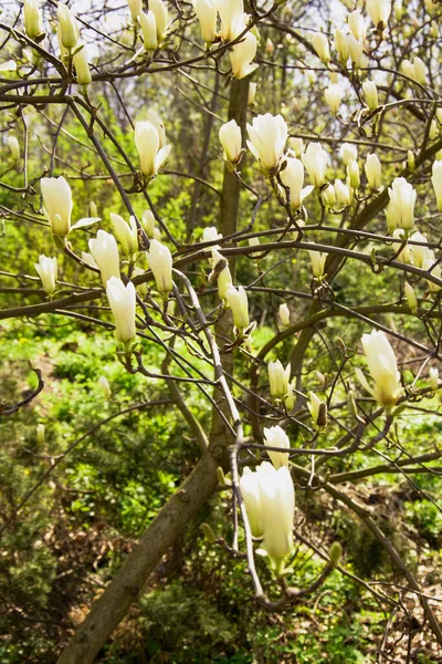 Flores Magnolia Blanca Sobre Fondo Del Jardín Primavera —  Fotos de Stock