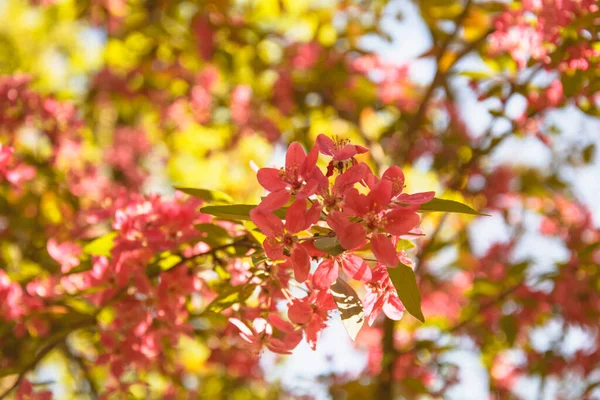 Hermosas Flores Jardín — Foto de Stock