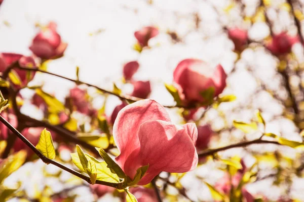 stock image beautiful spring flowers in the garden