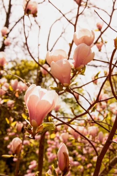 Magnolia Flores Primavera — Foto de Stock