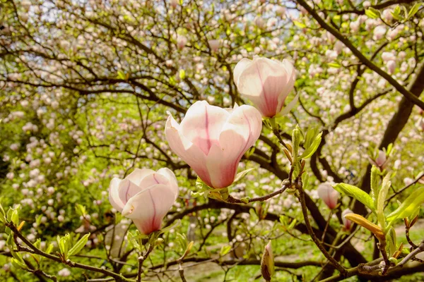 Красивые Розовые Цветы Магнолии Саду — стоковое фото