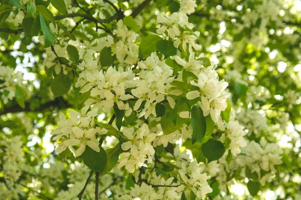 Wiosenne Białe Liliowe Kwiaty Zielone Liście — Zdjęcie stockowe