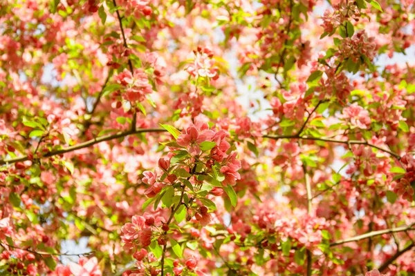 Belles Fleurs Cerisier Dans Beau Parc Printemps — Photo