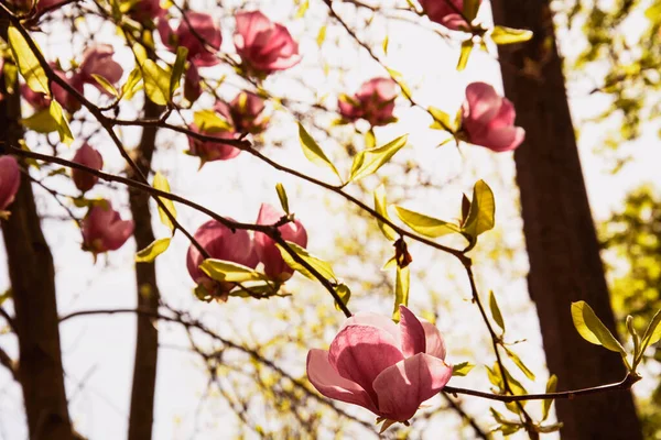 Rosa Magnolia Blommor Trädgården Stockfoto