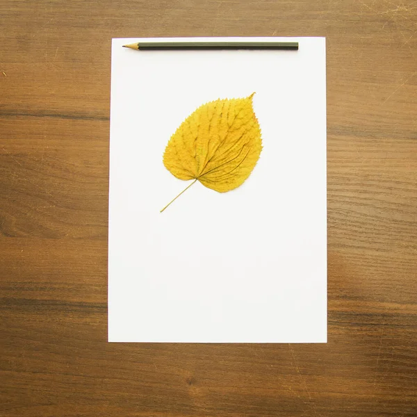 Autumn Leaves White Background — Stock Photo, Image