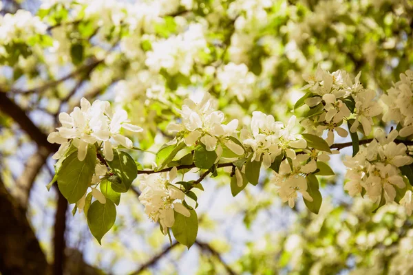 Piękne Wiosenne Kwiaty Selektywny Fokus — Zdjęcie stockowe