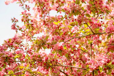 İlkbaharda açan güzel elma ağacı