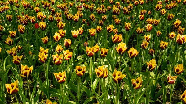 Belles Tulipes Dans Jardin — Photo