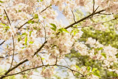 İlkbaharda kiraz çiçeği 