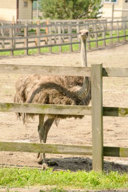 Büyük bir parkta büyük bir Afrika devekuşu.