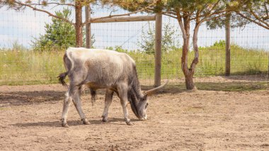 Hayvanat bahçesinde büyük beyaz bir geyik. Hayvanat bahçesinin hayvanı