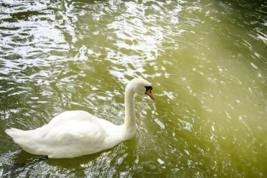 Parktaki gölette yüzen güzel kuğular