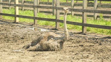 Büyük bir çiftlik hayvanı çiftliğinde güzel devekuşları