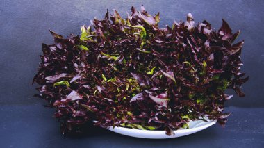 Siyah arka planda taze kırmızı organik yeşil marul yaprakları..