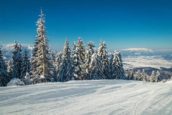 在罗马尼亚特兰西瓦尼亚波亚纳布拉索夫滑雪胜地新修的带雪松林滑雪场 — 图库照片