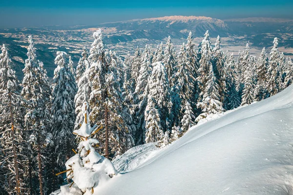 尾根上の松の木や森を雪で覆われた雄大な冬の風景 ピアトラCraiului山ポアイナブラゾフスキーリゾートからの眺め カルパティア ルーマニア ヨーロッパ — ストック写真