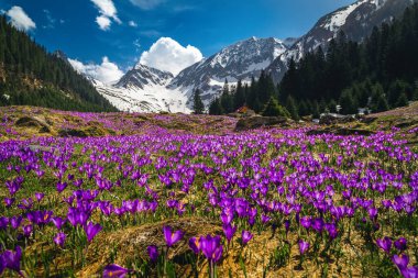 Majestic Alp baharı manzarası, çiçekli dağ yamacı, çiçek açan mor kır çiçekleri ve arka planda karlı dağlar, Fagaras dağları, Karpatlar, Transilvanya, Romanya, Avrupa