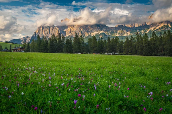 意大利 意大利 白云石 色泽艳丽的绿色田野 开着紫色的秋水仙花 背景是美丽的高山 — 图库照片