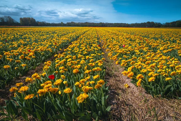 Terras Agrícolas Floridas Clareira Floração Tulipas Amarelas Leiden Países Baixos — Fotografia de Stock