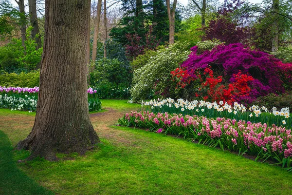 Різні Свіжі Барвисті Весняні Квіти Прекрасному Саду Кеукенгофа Привабливі Клумби — стокове фото