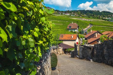 Swiss village street view with traditional houses and stunning green grape plantations on the slope, Switzerland, Europe
