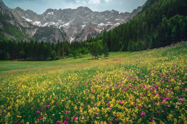 Beautiful colorful wildflowers on the flowery meadow. Green pine forest and snowy mountains in background, Jezersko valley, Kamnik Savinja Alps, Slovenia, Europe