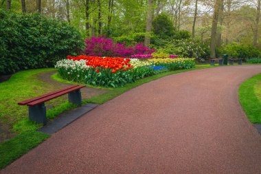 Various fresh colorful spring flowers in the majestic Keukenhof garden. Spectacular flower beds with colorful tulips, daffodils and azaleas, Lisse, Netherlands, Europe