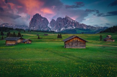 Yeşil tarlalarda (trollius) sarı küreler ve günbatımında karlı dağlar, Alpe di Siusi, Dolomitler, İtalya, Avrupa