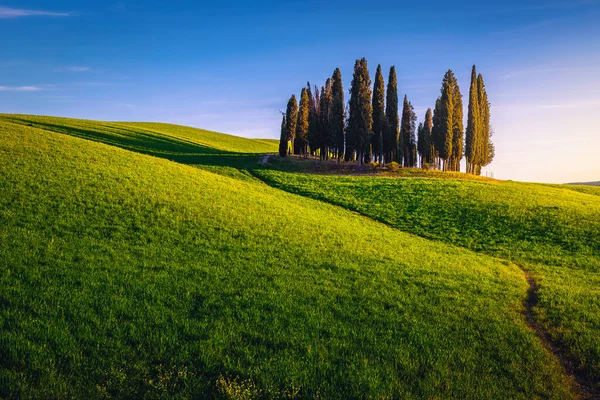 Cipreses Campos Verdes Agrícolas Toscana Atardecer Italia Europa —  Fotos de Stock