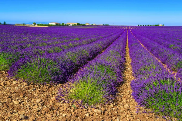 色彩艳丽的夏季花卉景观与紫色薰衣草行 法国普罗旺斯地区华伦底种植的具有惊人对称行的农业薰衣草种植园 — 图库照片