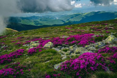 Resimli yaz manzarası, Bucegi dağları, Karpatlar, Transilvanya, Romanya, Avrupa tepelerindeki pembe rhododendron tarlaları