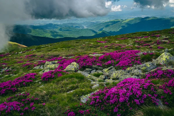 Pittoresco Paesaggio Naturale Estivo Fioritura Rosa Rododendri Campi Sulle Colline — Foto Stock