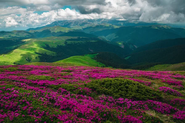 Niesamowity Letni Krajobraz Natury Kwitnące Różowe Kwiaty Rododendronu Wzgórzach Górach — Zdjęcie stockowe