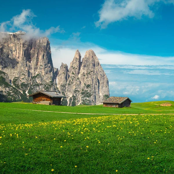 緑のフィールドに黄色のタンポポの花や木製のシャレーと幻想的な高山の場所 美しい崖や花の牧草地 Alpe Siusi Dolomites イタリア ヨーロッパ — ストック写真