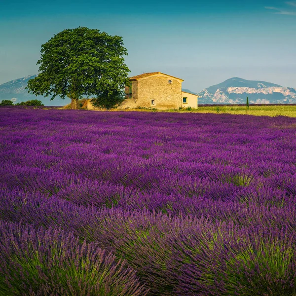 풍경은 환상적 그림같은 풍경이다 프랑스 프로방스 라벤더 근처에 농업용 라벤더 — 스톡 사진