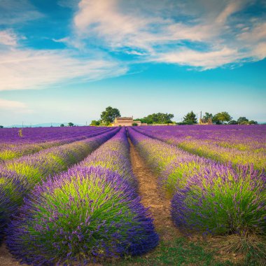 Tarımsal yaz manzarası ve güzel bir yer, Provence, Valensole, Fransa, Avrupa 'da tarımsal mor lavanta sıraları.