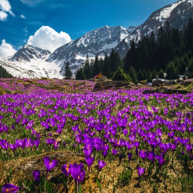 Güzel bahar manzarası, çiçekli dağ yamacı, çiçek açan mor kır çiçekleri ve karlı dağlar, Fagaras dağları, Karpatlar, Transilvanya, Romanya, Avrupa