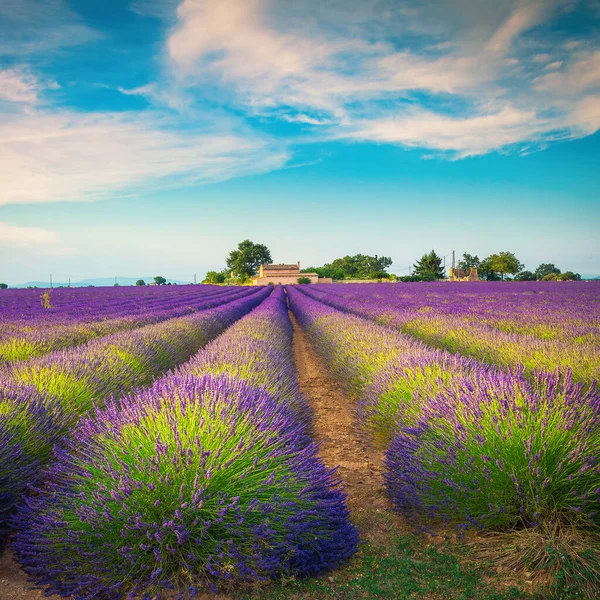 驚異的な農業夏の農村風景や美しい場所 プロバンス ヴァレンソール フランス ヨーロッパの農業紫色のラベンダーの行 — ストック写真