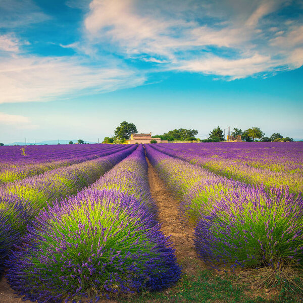 Admirable agricultural summer rural landscape and beautiful place, agricultural purple lavender rows in Provence, Valensole, France, Europe