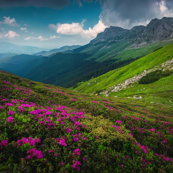 Mooie Zomer Landschap Bloeiende Kleurrijke Geurende Roze Rododendron Bergbloemen Heuvel — Stockfoto