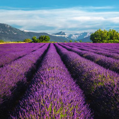Mor lavanta tarlaları olan görkemli yaz tarım arazisi. Çiçekli lavanta tarlaları muhteşem simetrik çizgilerle, Valensole, Provence bölgesi, Fransa, Avrupa