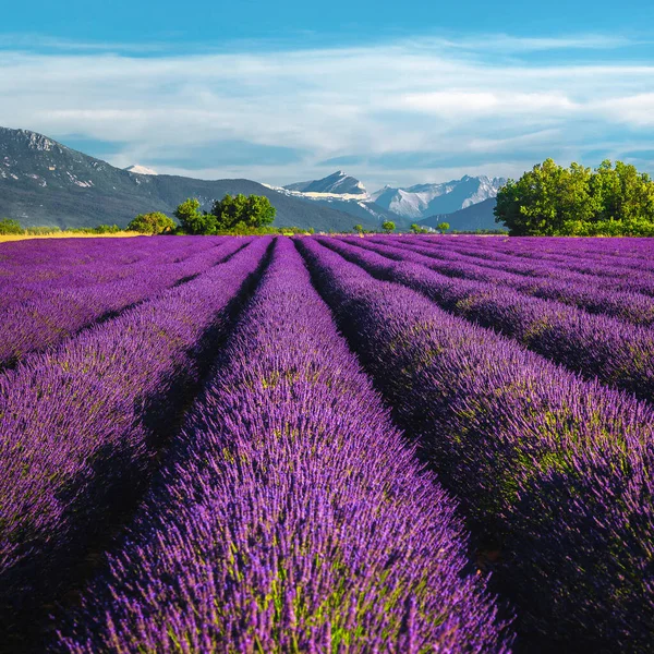 秀丽的夏季农业风景与紫色薰衣草田 法国普罗旺斯地区华伦底花草种植园 有壮观的对称行 — 图库照片