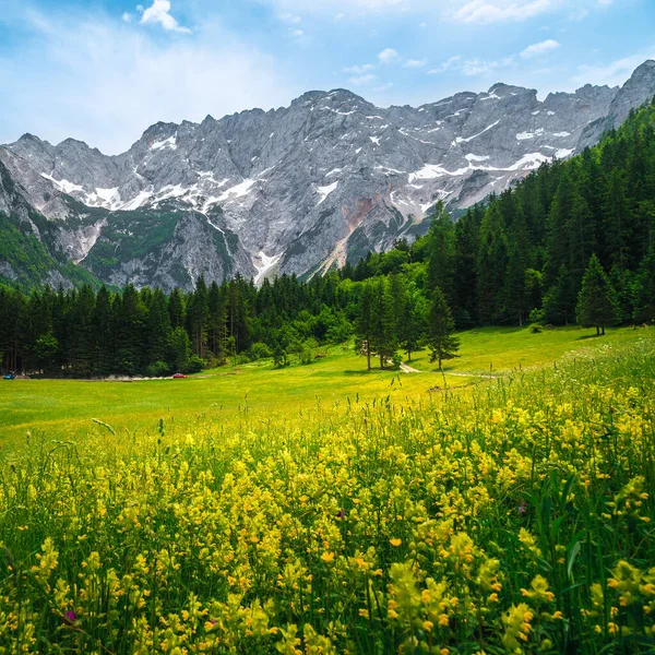 様々なカラフルな野生の花と背景に高い雪の山 ジェズコ渓谷 カムニク サヴィナ アルプス スロベニア ヨーロッパで素晴らしい花のグレード ロイヤリティフリーのストック写真