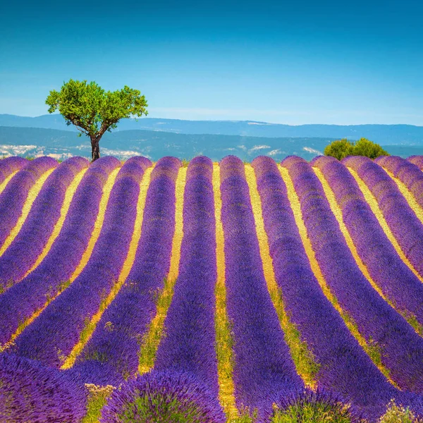 秀丽的夏季风景 紫色的薰衣草排成一排 欧洲普罗旺斯地区斜坡上孤独的树和薰衣草 — 图库照片