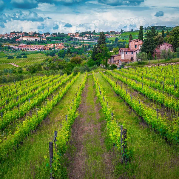 stock image Spectacular grape rows and green vineyards on the hills. Agricultural area with green grapes. Tuscany cityscape and Panzano in Chianti city on the hill, Italy, Europe