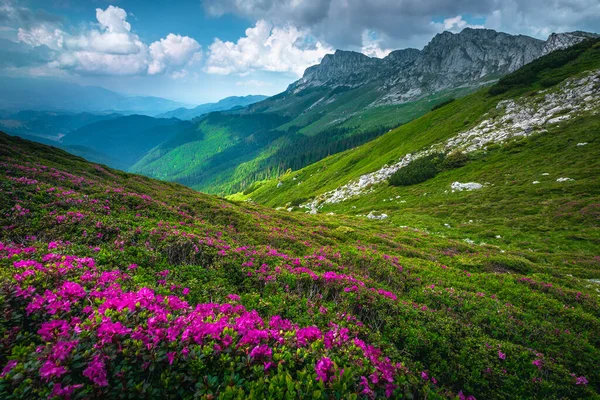 Geweldige Natuur Bloeiende Kleurrijke Geurige Roze Rododendron Bergbloemen Hellingen Bucegi — Stockfoto
